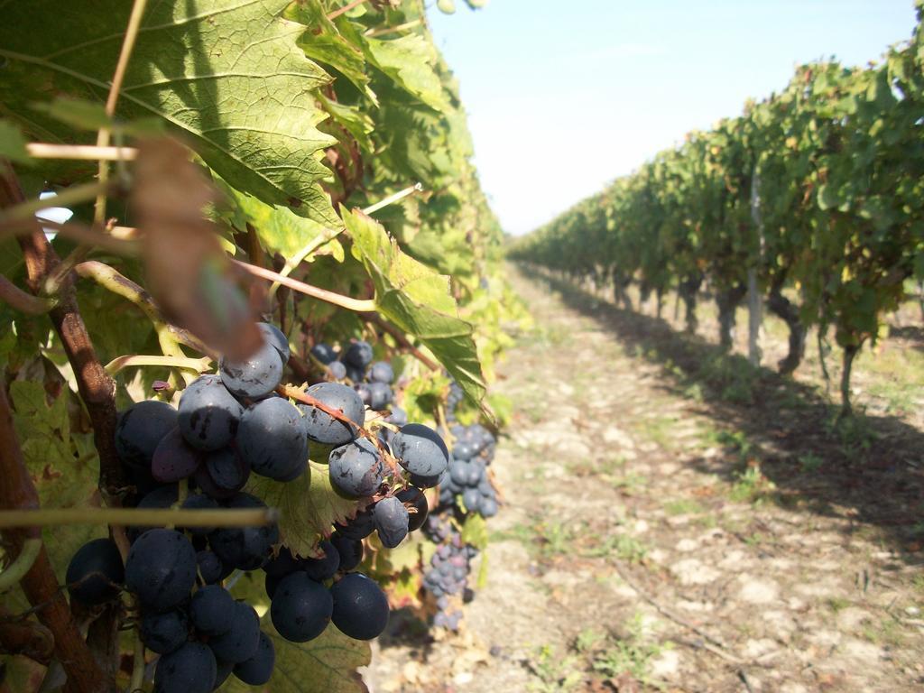 Loire, Châteaux, et Vignes Onzain Exterior foto